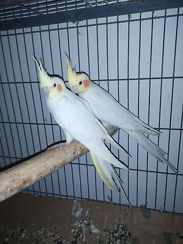 простые птички: Нимфы (кореллы) — пара декоративных попугаев - Вид: корелла — 2