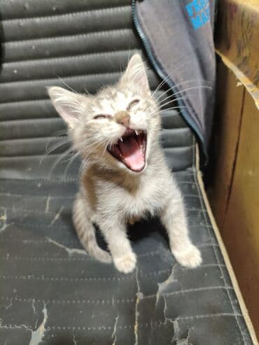 шотландская кошка прямоухая: Котята - скоттиш страйт,окрас - голубой Табби. Родились 7 сентября,к — 29