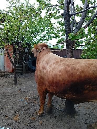 сколько стоит один бык: Продаю | Бык (самец) | На откорм | Привязанные — 5