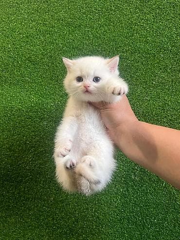 котенок шиншилла цена: Очаровательные котята (окрас золотой и белый шиншилла/золотой) — 6