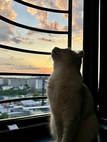 взять котика в добрые руки: Шотландская вислоухая кошка (Scottish Fold), окрас серебристый — 7