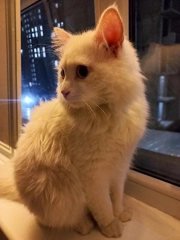 1 мальчик 2 котенка оригинал: Ангорская, 1 год, Мальчик, Белый, Кастрирована — 7