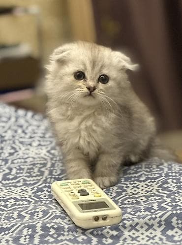 Отдам даром кошку: Скотиш Фолд (Шотландская вислоухая), 1 месяц, Девочка, Серебристая шиншилла, Приучена к лотку — 1