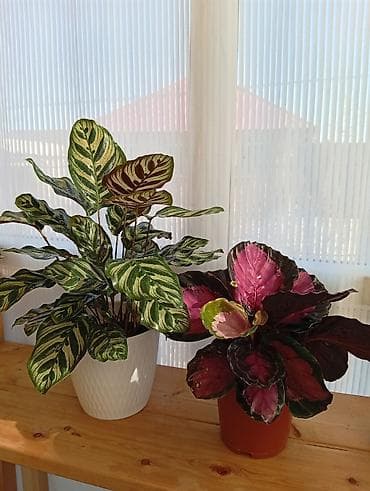 Антуриумы: Комнатные растения в горшках — подборка декоративных видов Доступные — 2