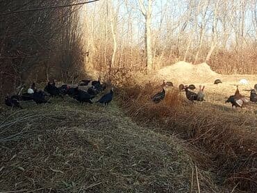 купить кошку бишкек: Продаю | Индюк (самец) | Для разведения | Племенные — 11