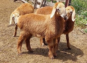 уй музо: Продаю | Овца (самка), Ягненок, Баран (самец) | Арашан | Для разведения | Племенные, Осеменитель, Матка — 2