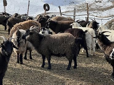 Балыктар: Сатам | Эчки (ургаачы) | Аргын | Көбөйтүү үчүн — 7