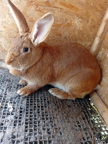утки с утятами: Продаю | Крольчиха (самка) | Для разведения — 5