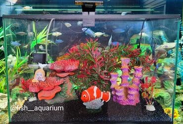 аквариумная рыбка: Аквариум новый с декорациями и оборудованием объём 50 л — 5