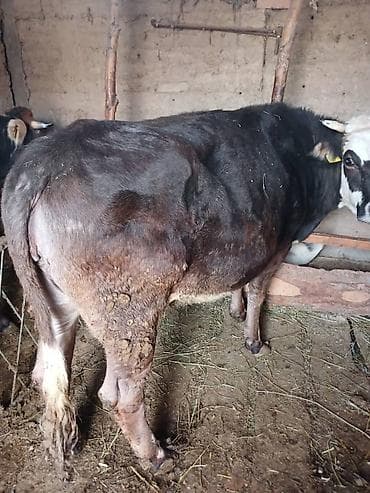 карова для молока: Продаю | Корова (самка) | На откорм, На забой | Привязанные — 2