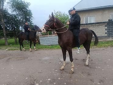 Продаю | Конь (самец) | Конный спорт
