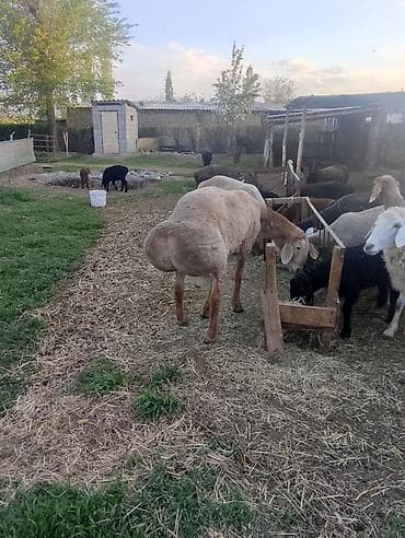 рамановский бараны: Продаю | Баран (самец) | Для разведения | Племенные — 3