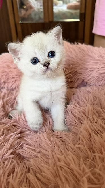 лысые котята: 🐾Открыта бронь на британских короткошерстных котят! 🐾 ❤️Оба родителя — 8