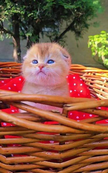 порода кошек вислоухая: Шотландские котята от красивой пары. Scottish fold и straight — 3