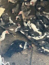 когучкон бишкек: Индоутки 57 голов — 11