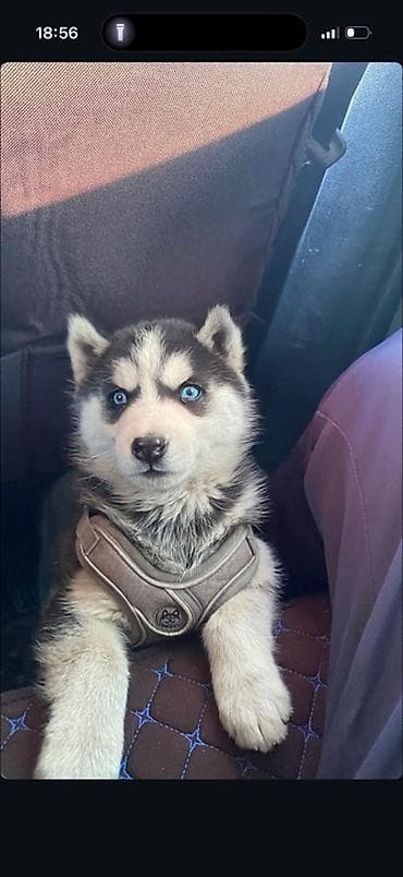 щенок лабрадора цена: Хаски, 3 месяца, Самец — 2