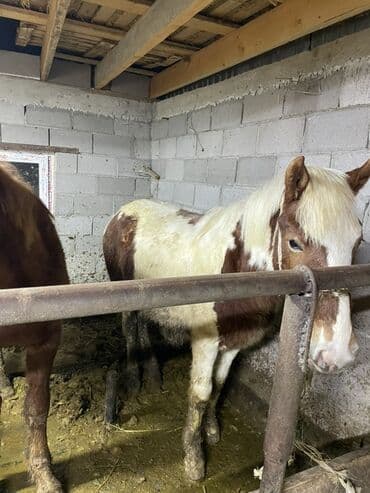 одежда для животных: Продаю | Кобыла (самка) | Рабочий — 1