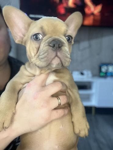 собака офчарка: 1 месяц, Самка, С прививкой, С родословной — 2