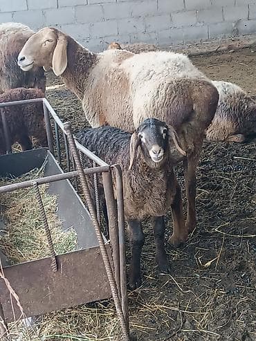 Продаю | Овца (самка) at lalafo.kg Продаю | Овца (самка)
