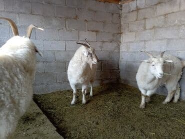 корма для сх животных: Продаю | Козёл (самец) | Полукровка — 2