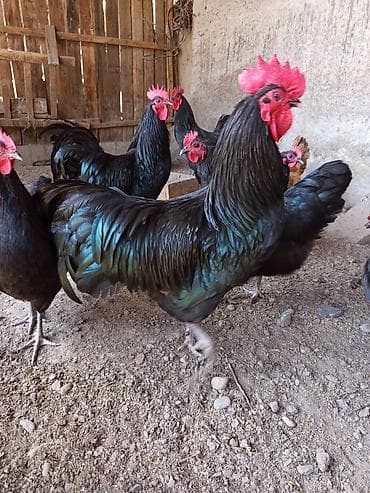 Продаю | Петух | Для разведения