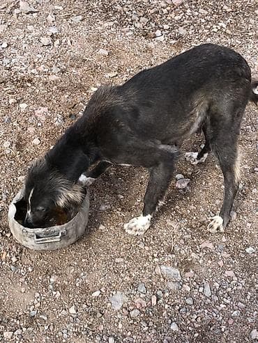 мини пудель цена: Собака даром: 9 месяцев, Самка — 4