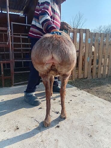 tuxedo порода кошек цена: Продаю | Овца (самка) | Арашан | Для разведения | Ярка — 10