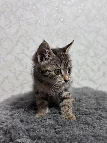 котята ош: ⭕️ Бесплатно, Бишкек! Котёнок, мальчик, возраст — 1 месяц. Окрас — 2