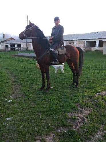 продаю породистых коров: Продаю | Конь (самец), Жеребец | Английская, Полукровка | Конный спорт, Для разведения, Рабочий | Племенные — 3