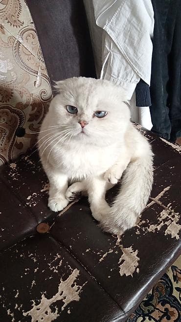 кошка сфинкс цена: Шотландская вислоухая кошка, окраса поинт (светлый корпус, ушки и — 3