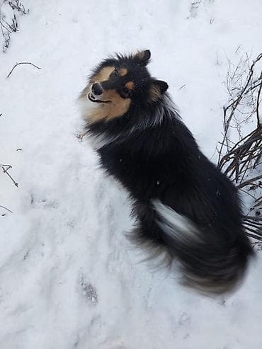 сабака коли: Колли, 3 года, Самка, С родословной, С прививкой — 2