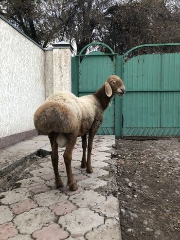 дойних коров: Продаю | Баран (самец) | Арашан | Для разведения | Осеменитель — 6