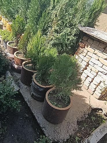 куплю деревья: СРОЧНО ПРОДАЮТСЯ ТУИ❗❗❗ 200 ШТУК❗❗❗ СОРТ КНИЖКА — 7