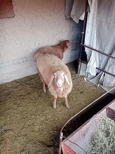 шерсть меренос: Продаю | Овца (самка) | Романовская | На забой — 2