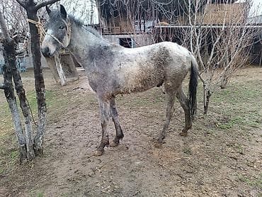 А/ч жаныбарларын сатам: Сатам | Бээ (ургаачы) | Көбөйтүү үчүн — 4