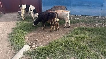 баран кант: Продаю | Бык (самец), Музоо, торпок — 2