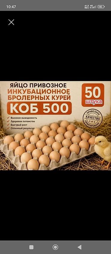 курица куплю: Продаю | Инкубационные яйца | КОББ 500 | Для разведения — 1