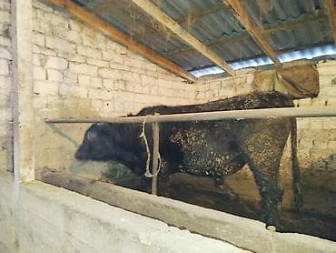 уй сх животное: Продаю | Бык (самец) | На откорм | Привязанные — 7