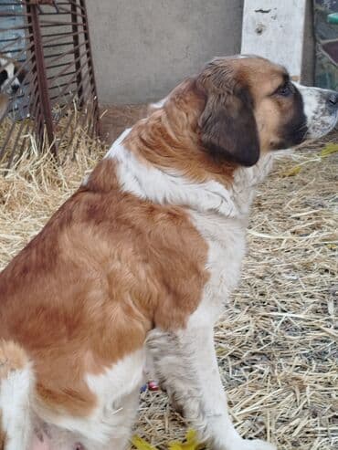 где можно купить йоркширского терьера: Порода: московская сторожевая Описание: - Крупные, мощные собаки с — 1