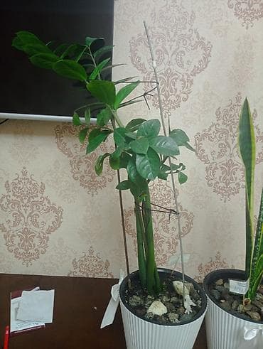 куплю баню: Комнатные растения в декоративных кашпо - Замиокулькас (долларовое — 2