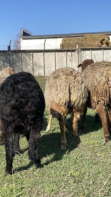 кой козу баран: Сатам | Ургаачы кой (ургаачы) | Көбөйтүү үчүн — 2