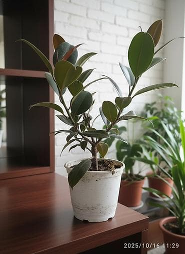 Фикус чёрный принц район ахунбаева и Карла Маркса