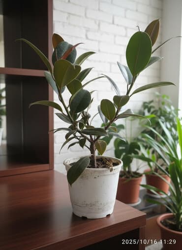 бонсай дерево бишкек: Фикус чёрный принц район ахунбаева и Карла Маркса — 1