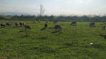 американская короткошерстная кошка купить: Продаю | Овца (самка) | Для разведения | Матка — 3