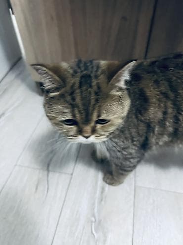 шотландская короткошерстная кошка: Девочка — 1