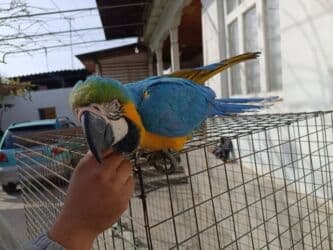 дом попугая: Ара синежёлтый (Blue-and-yellow Macaw) - Яркий крупный попугай с — 4