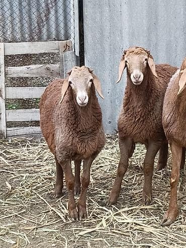 ыссык куле: Сатам | Козу, Кочкор (эркек) | Арашан | Союуга, Көбөйтүү үчүн, Жүн үчүн | Токту — 2