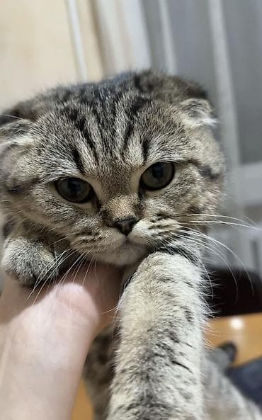 сиамская вислоухая кошка цена: Скотиш Фолд (Шотландская вислоухая), 6 месяцев, Девочка — 2