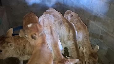 ангус музоо: Продаю | Музоо, торпок | На откорм — 4