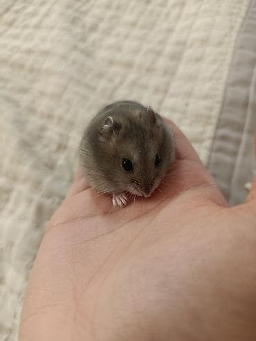 Отдам в хорошие руки двоих за 1000 сом 2 девочки ручные ласковые не